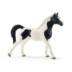 2023-lena-schleich-pintabian-hengst.jpg